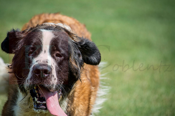 160916_QuailCreek Kennel_158