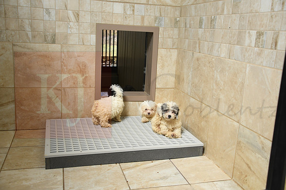190905_Puppy Abe, Daniel Miller_141