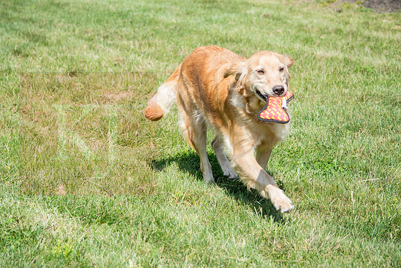 160916_QuailCreek Kennel_166