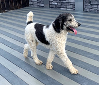 AKC_Poodle_61#
