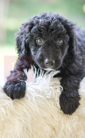 Macy_F_0023_Aussiedoodle-2