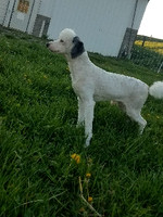 Oreo_Male_14#_Mini Poodle
