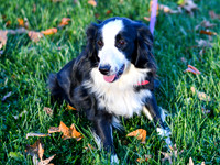 Lassie_25#_Female_AustralianShepherd_JacobSchlabach