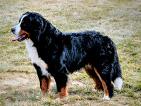 Kyle_110#_AKC_Bernese Mt Dog_330.407.3737