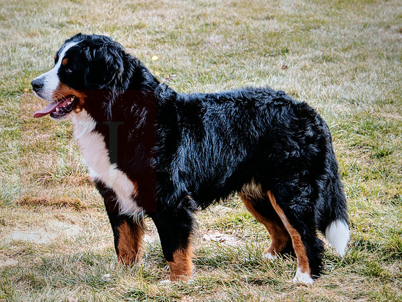 Kyle_110#_AKC_Bernese Mt Dog_330.407.3737
