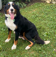 Asia_Mother_BerneseMtnDog_95lbs
