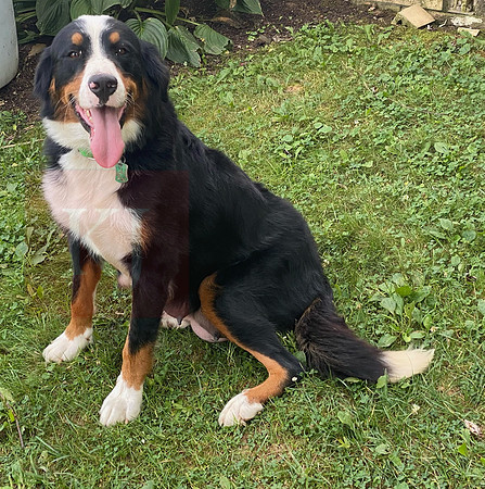 Asia_Mother_BerneseMtnDog_95lbs