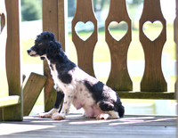 Oreo_F_Mini Poodle_12#-2