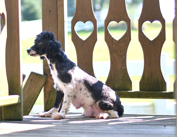 Oreo_F_Mini Poodle_12#-2