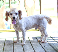 Charley_M_Mini Poodle_12#