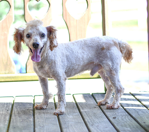 Charley_M_Mini Poodle_12#