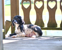 Oreo_F_Mini Poodle_12#