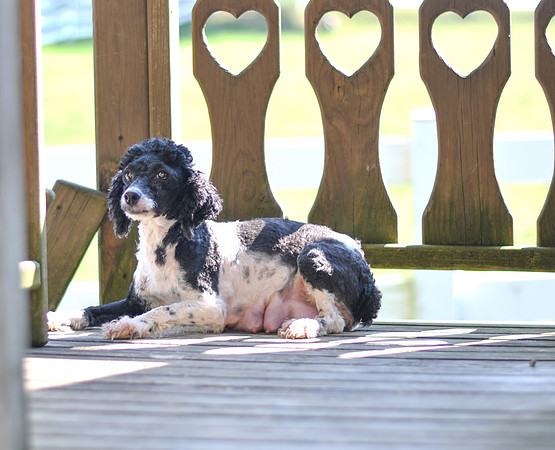 Oreo_F_Mini Poodle_12#
