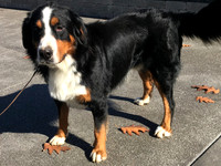Smoke_AKC_95lbs_Bernses