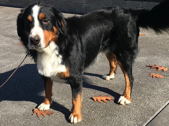Smoke_AKC_95lbs_Bernses