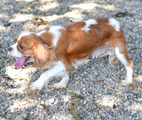 Dotty_F_Cavalier_#12-2