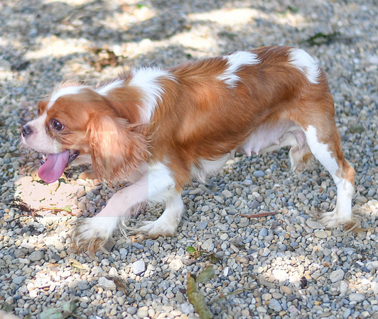 Dotty_F_Cavalier_#12-2