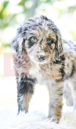 Michelle_F_0028_Aussiedoodle-3