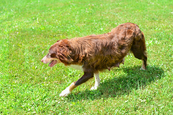 180723_Mother Lassie_161
