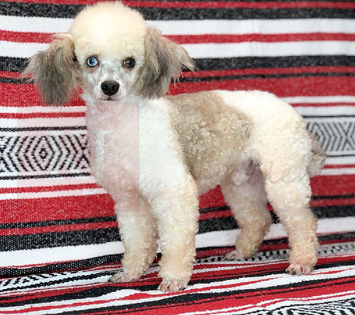 Mini Toy Poodle_Male 8lbs
