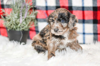 Ocean_M_0058_Aussiedoodle-7241