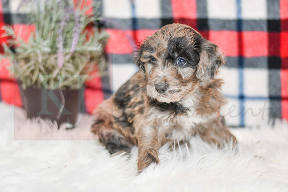 Ocean_M_0058_Aussiedoodle-7241