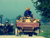 Load of Firewood