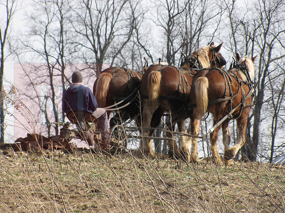 Horses and Plow