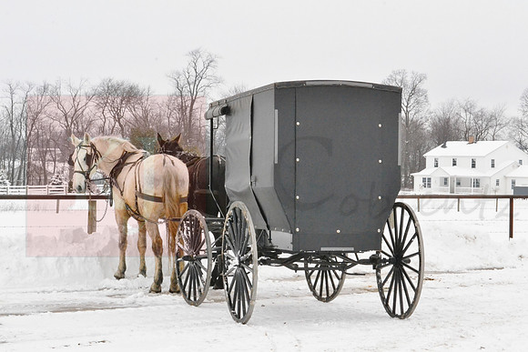Winter With the Horses