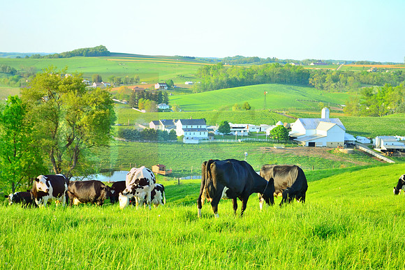 Spring Cows