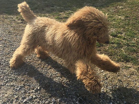 Red Poodle Julia 2