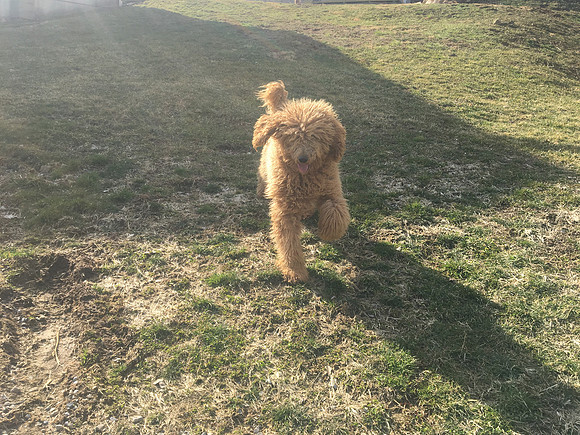 Red Poodle Julia
