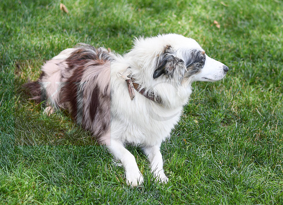 200624 Female_Blue Merle_Aussie 2647