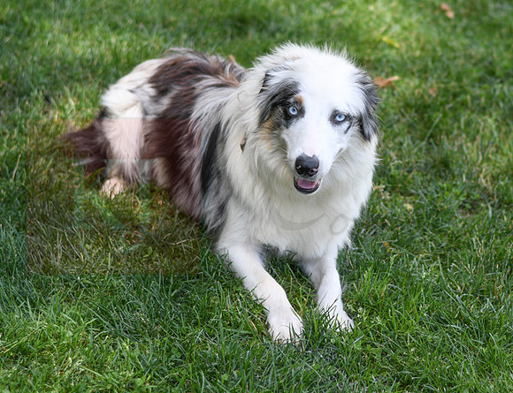 200624 Female_Blue Merle_Aussie 2649