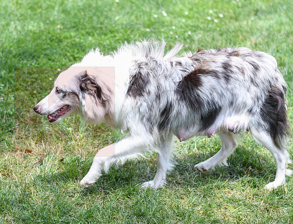 200624 Female_Blue Merle_Aussie 2655