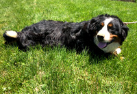 Sylvia_75-80lbs_Bernese