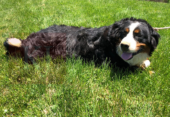 Sylvia_75-80lbs_Bernese