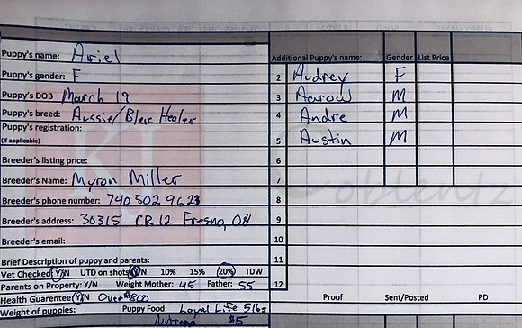 03.19.20 Aussie:Blue Healer Sell Sheet