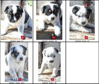 03.19.20 Aussie:Blue Healer