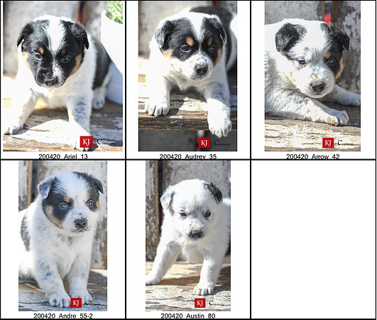 03.19.20 Aussie:Blue Healer