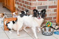 Trixie_F_Papillon_8-10#-6621