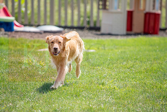 160916_QuailCreek Kennel_133