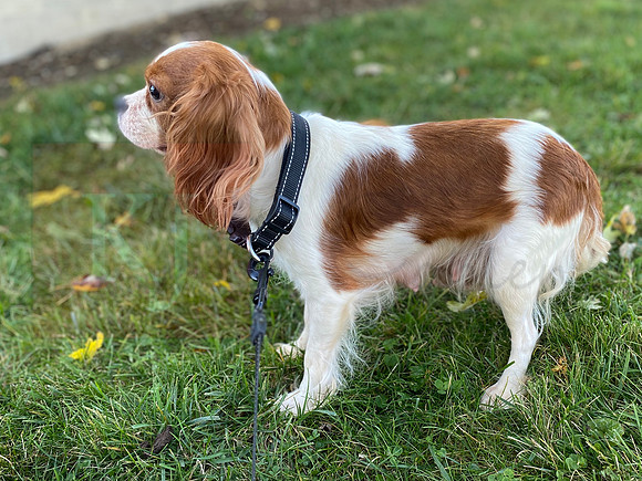 Tulip_12lb Cavalier