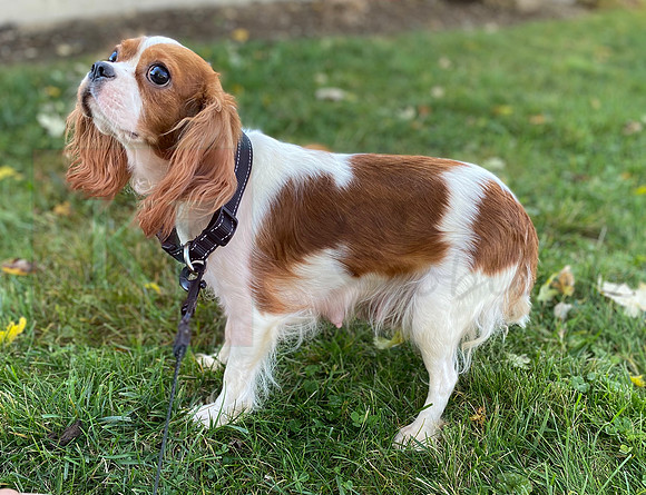 Tulip_12lb Cavalier