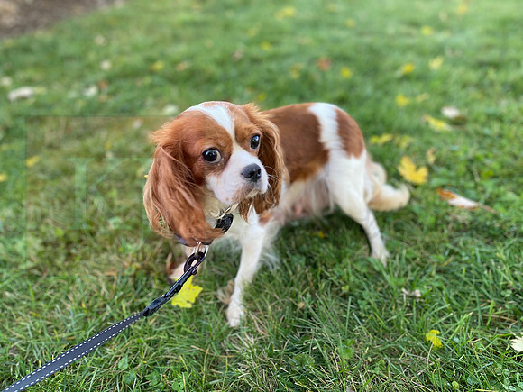 Tulip_12lb Cavalier