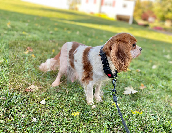 Tulip_12lb Cavalier