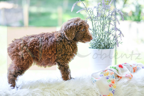 Mitch_M_0022_Aussiedoodle-5