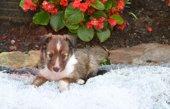 200909 Michelle_F_Sheltie 10