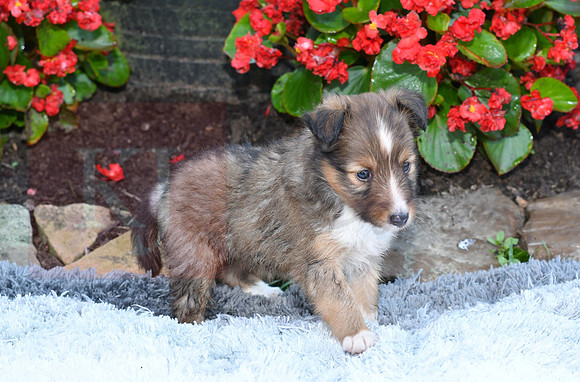 200909 Michelle_F_Sheltie 11