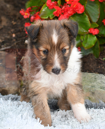 200909 Michelle_F_Sheltie 15
